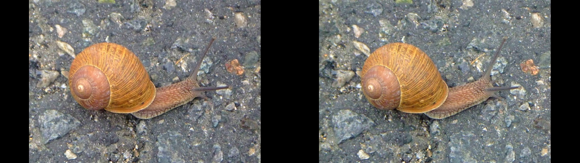 Snail Maneuvers